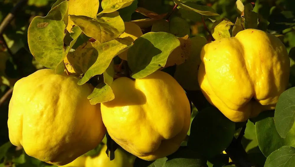 Membrillos