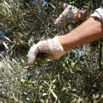 Andalucía recupera la producción normal de aceite de oliva