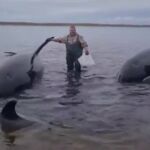 Rescatistas y voluntarios intentan salvar a cuatro orcas varadas al este de Rusia