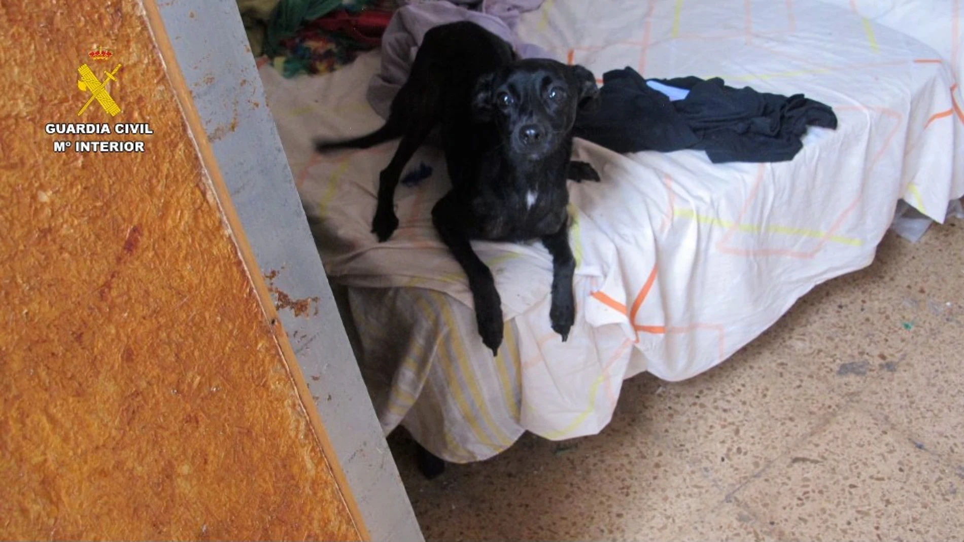El perro que fue rescatado por la Guardia Civil