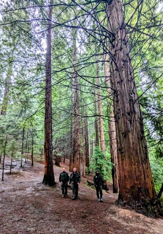 Bosque de secuoyas cántabro.