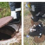 Perra y sus nueve cachorros rescatados por la Guardia Civil en Alcubillas (Ciudad Real)