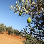 En Jaén las previsiones estimadas son de 445.000 toneladas de aceite de oliva