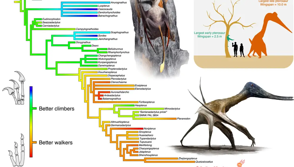 Este árbol evolutivo ilustra la transformación de las manos de los pterosaurios al adaptarse de un estilo de vida trepador a uno más adecuado para el movimiento terrestre. Los primeros pterosaurios de cola larga, que dependían de la escalada, estaban limitados a tamaños corporales pequeños. En cambio, las especies posteriores de cola corta, adaptadas a caminar en tierra, pudieron crecer más, permitiendo que algunos alcanzaran tamaños gigantes.