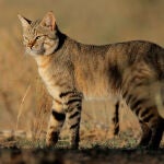 Los gatos han acompañado al ser humano durante miles de años y a día de hoy son un animal doméstico y muchos lo tienen como mascota, pero algunas especies de estos felinos pueden ser peligrosas