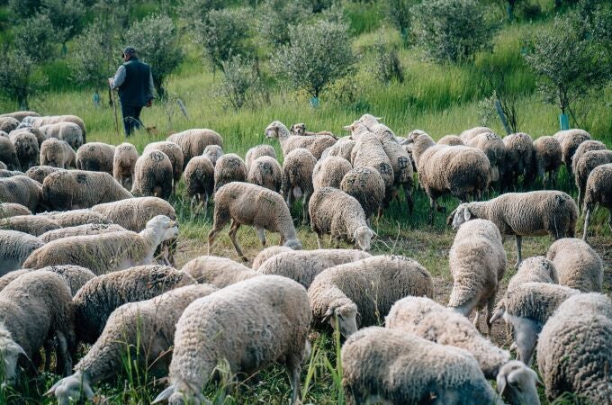 La lengua azul es una enfermedad vírica que afecta a los rumiantes, principalmente a los ovinos 
