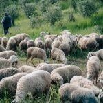 La lengua azul es una enfermedad vírica que afecta a los rumiantes, principalmente a los ovinos 