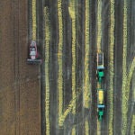  Una cosechadora combinada recolecta la cebada en un campo cercano a la localidad de Villaveta procesando la planta a través de una barra de siega consiguiendo en una pasada hacer varios procesos, realizando por si solas, la siega, trilla, separación y finalmente la limpieza del grano.