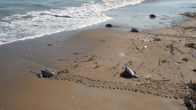 Algunas de las tortugas entrando al mar