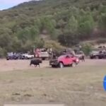 Un todoterreno atropella y mata a un toro en un encierro en el campo en un pueblo de Guadalajara