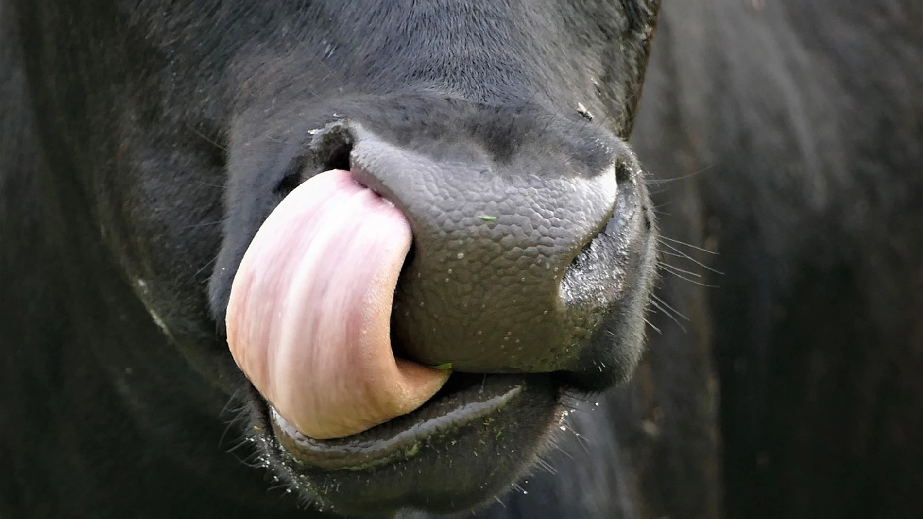 Tocarse la nariz con la lengua