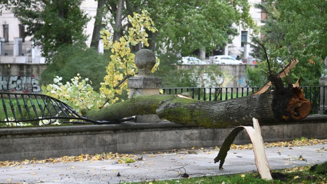 Caída de un árbol en el centro de Burgos