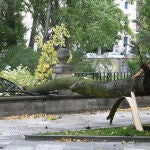 Caída de un árbol en el centro de Burgos