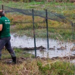 Regeneran 3.000 hectáreas de humedales para salvar al pato más amenazado de Europa