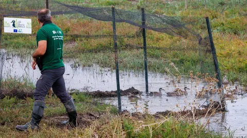 Regeneran 3.000 hectáreas de humedales para salvar al pato más amenazado de Europa