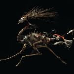 Exposición Especies Mensajeras