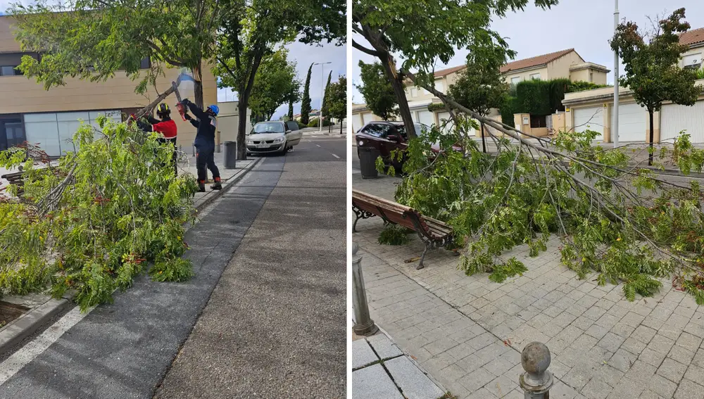Árboles caídos el pasado miércoles en la ciudad de Toledo tras el huracán 'Kirk'