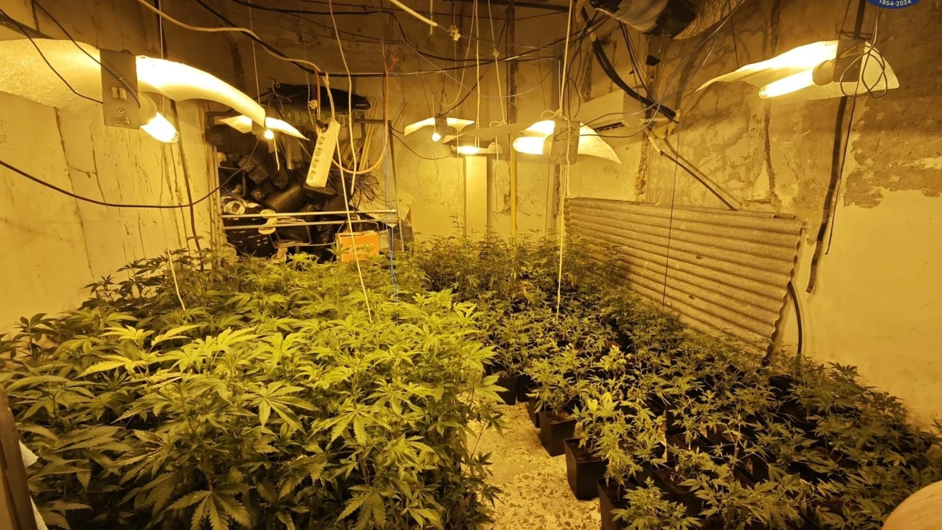 Imagen de la plantación de marihuana intervenida por la Policía Local REMITIDA / HANDOUT por POLICÍA LOCAL DE MURCIA Fotografía remitida a medios de comunicación exclusivamente para ilustrar la noticia a la que hace referencia la imagen, y citando la procedencia de la imagen en la firma 10/10/2024
