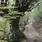 Un bosque en Moal, Asturias. 