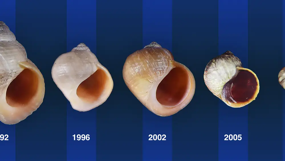 Los caracoles del ecotipo de cangrejo (1992) evolucionaron para asemejarse notablemente a los caracoles del ecotipo de ola perdidos en un islote.