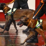 Varios perros de laUnidad Militar de Emergencias (UME) participan en el tradicional desfile del Día de la Fiesta Nacional