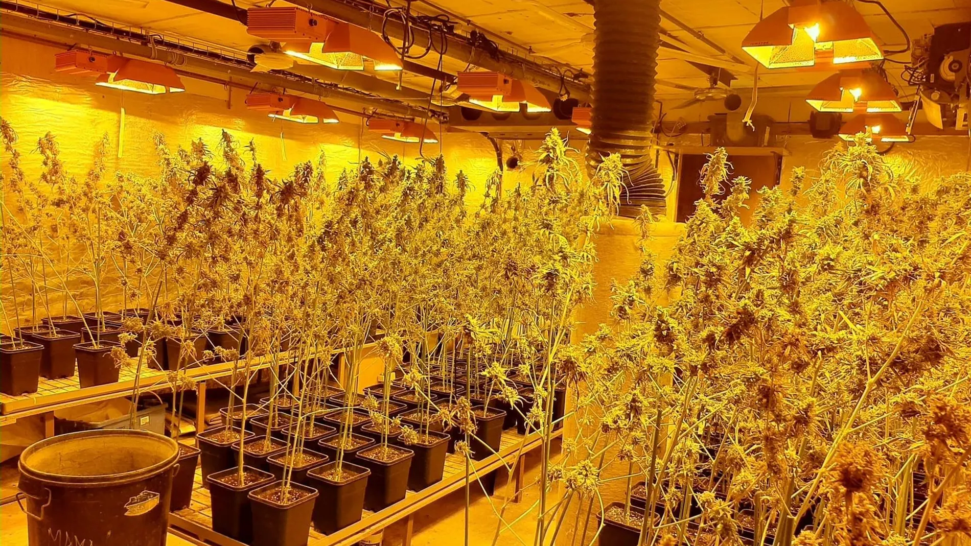4 detenidos en el desmantelamiento de una plantación de marihuana en la Llacuna (Barcelona)