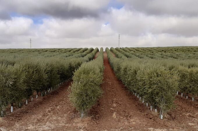 El olivar superintensivo ha permitido que España tuviera la pasada campaña suficiente aceite de oliva en los mercados