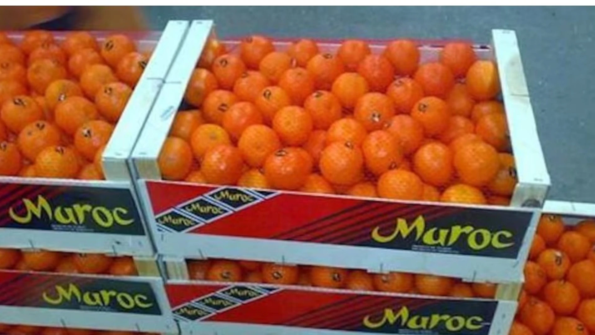 Cítricos marroquíes