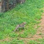 Un ejemplar de leopardo persa.