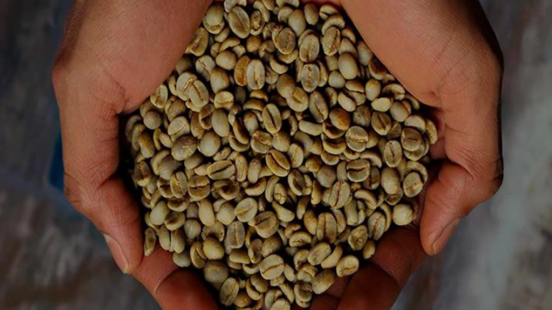 Café 100% certificado de agricultura regenerativa