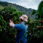 Café 100% certificado de agricultura regenerativa