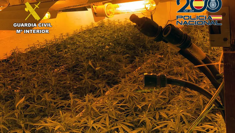 Imagen de una plantación de marihuana intervenida en la operación