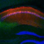 El cerebro de un ratón donde el verde marca la estructura del hipocampo capaz de recordar interacciones sociales y, en rojo, la estructura que almacena lugares.