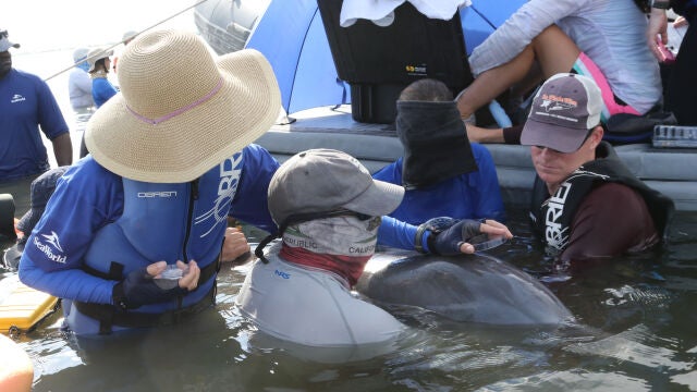 El aire exhalado es recolectado de un delfín nariz de botella salvaje durante una evaluación de salud realizada por la Fundación Nacional de Mamíferos Marinos y sus socios en la Bahía de Barataria, Luisiana.