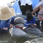 El aire exhalado es recolectado de un delfín nariz de botella salvaje durante una evaluación de salud realizada por la Fundación Nacional de Mamíferos Marinos y sus socios en la Bahía de Barataria, Luisiana.