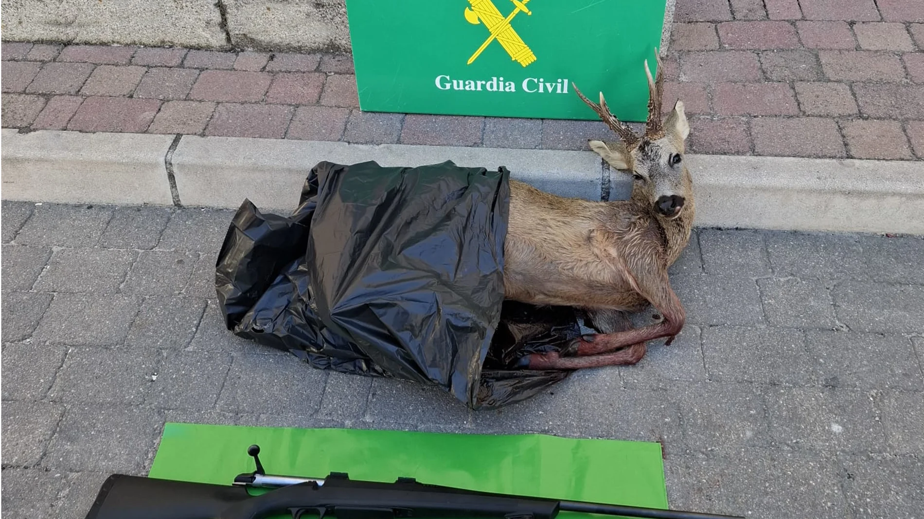 Dos denunciados por matar a un corzo sin autorización en Yanguas de Eresma (Segovia)