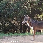 Imagen de la loba en el Alt Empordà