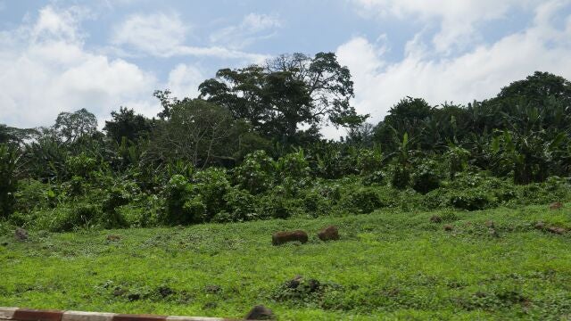 La isla de Bioko o el parque de Monte Alén son conocidos por su rica biodiversidad 