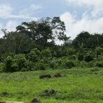 La isla de Bioko o el parque de Monte Alén son conocidos por su rica biodiversidad 