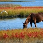 Caballos de explotaciones de todas las provincias menos Almería han desarrollado la enfermedad