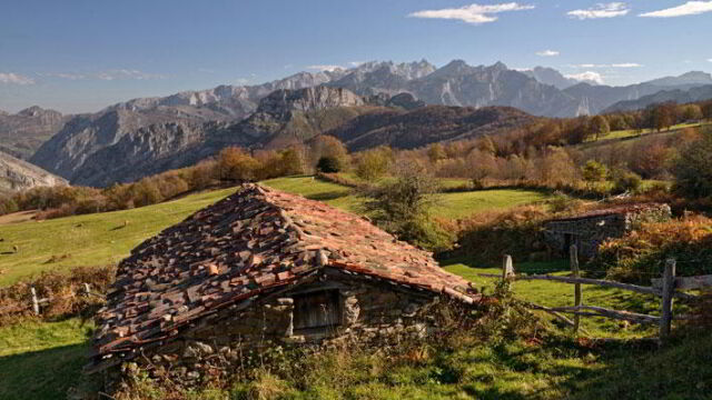 Ponga. 