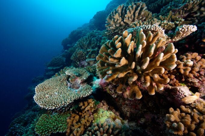 Ces photos ont été prises sur le tombant extérieur du récif de corail devant le Centre Ifremer du Pacifique.