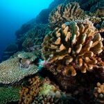 Ces photos ont été prises sur le tombant extérieur du récif de corail devant le Centre Ifremer du Pacifique.