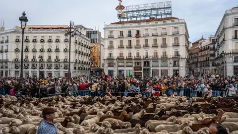 MADRID.-Se suspende la Fiesta de la Trashumancia en Madrid por la enfermedad de la lengua azul en vacas y ovejas