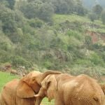 Dos elefantes africanos en el parque de Cabárceno. 