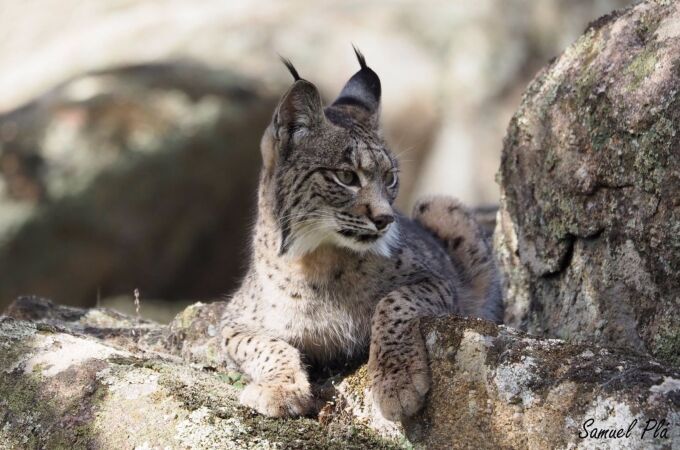 Andalucía confirma la muerte de dos linces en Marmolejo (Jaén) y Lora del Río (Sevilla) y analiza las causas