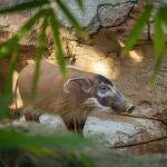 Una hembra de potamoquero, perseguida en la caza de 'carne de selva', llega a Fuengirola