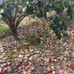 Imagen de una plantación de caquis afectados por una plaga