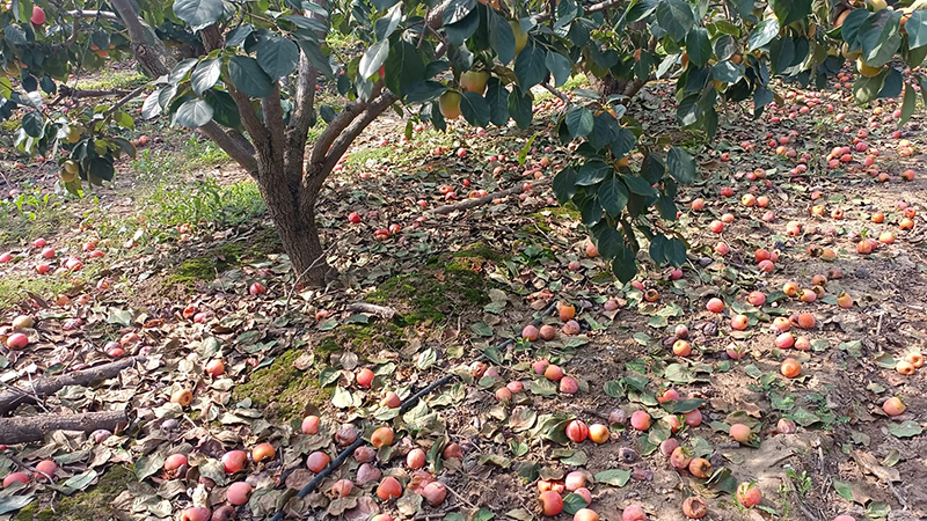 Imagen de una plantación de caquis afectados por una plaga