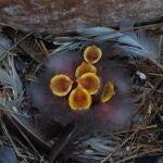 Estudio del CSIC revela que el sonido que emiten las crías de aves indican también su estado de salud